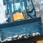 भिलाई: अफ्रीकन स्वाइन फीवर का कहर, 300 से अधिक सुअरों की मौत, 150 को मारकर दफनाया गया...