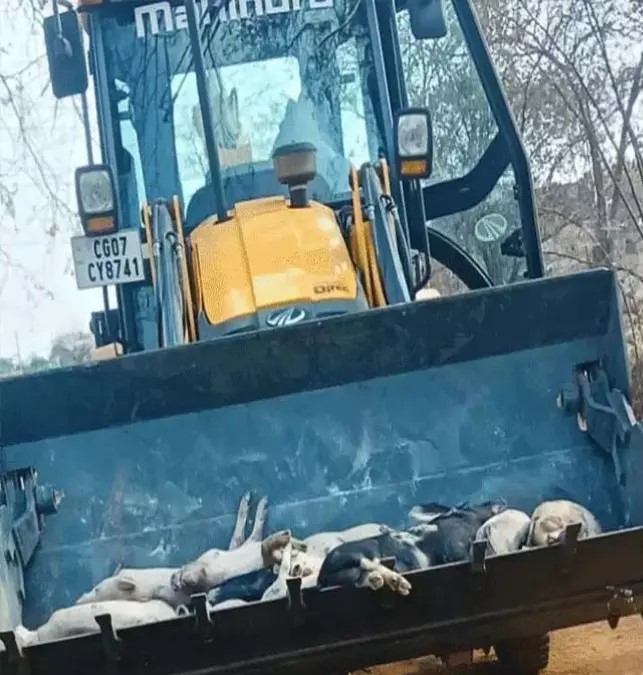 भिलाई: अफ्रीकन स्वाइन फीवर का कहर, 300 से अधिक सुअरों की मौत, 150 को मारकर दफनाया गया...